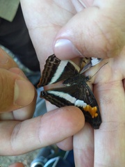 Doxocopa laurentia laurentia