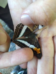 Doxocopa laurentia laurentia