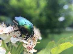 Cetonia aurata