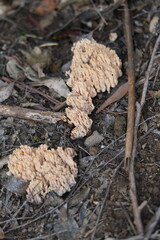 Ramaria anziana