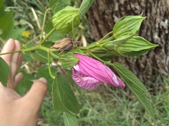 Hibiscus striatus