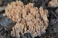 Ramaria anziana