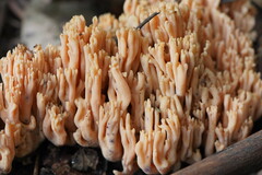 Ramaria anziana