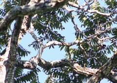 Pyrrhura frontalis