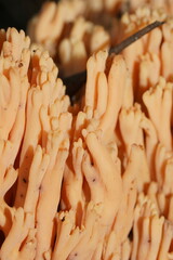 Ramaria anziana