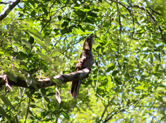 Nyctibius aethereus