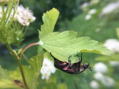 Cetonia aurata