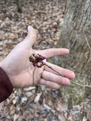 Callicarpa americana