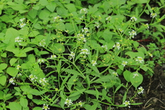 Cremolobus stenophyllus