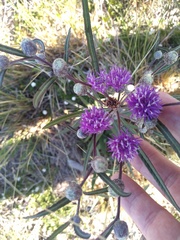 Lessingianthus rubricaulis