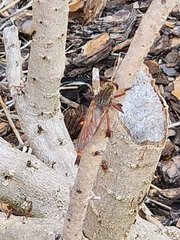 Colepia rufiventris