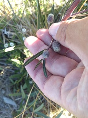 Lessingianthus rubricaulis