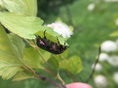 Cetonia aurata