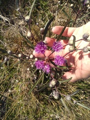 Lessingianthus rubricaulis