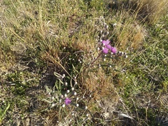 Lessingianthus rubricaulis