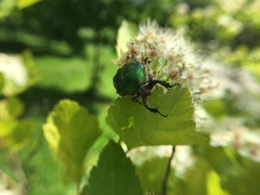 Cetonia aurata