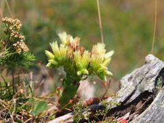 Sempervivum globiferum