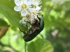Cetonia aurata