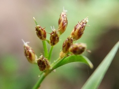 Fimbristylis quinquangularis quinquangularis