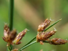 Fimbristylis quinquangularis quinquangularis