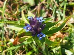 Gentiana cruciata cruciata