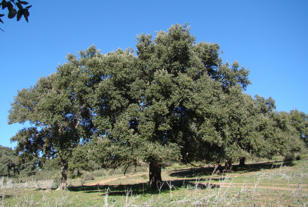 Alcornoque (Flora Vascular Sierra Nevada) · iNaturalist