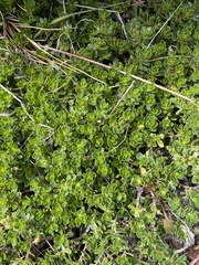 Baccharis magellanica