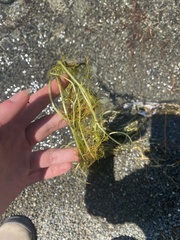 Ranunculus trichophyllus