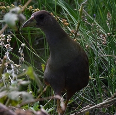 Amaurornis moluccana