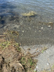 Ranunculus trichophyllus