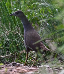 Amaurornis moluccana