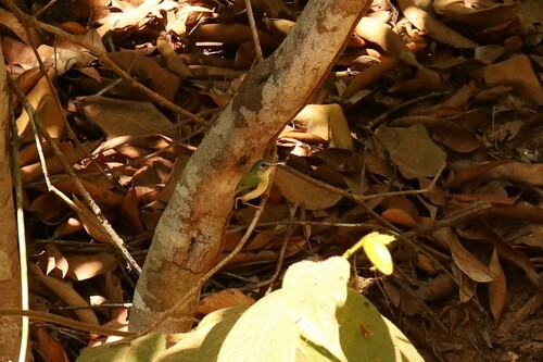 Short-tailed Pygmy Tyrant (Myiornis ecaudatus), photo 7