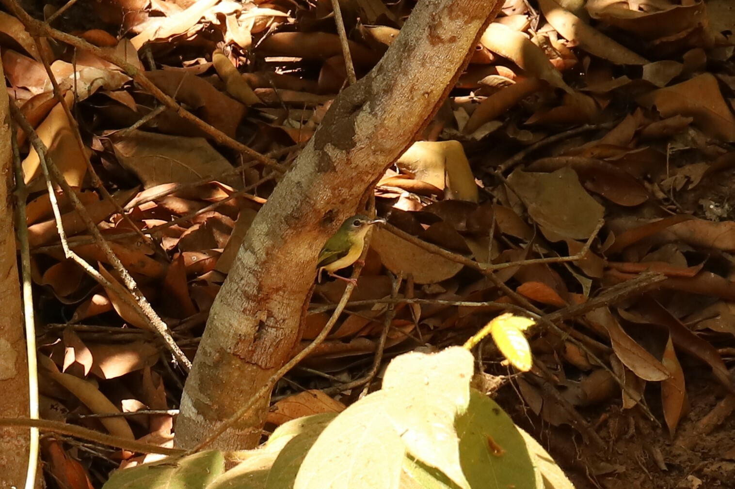 Short-tailed Pygmy Tyrant (Myiornis ecaudatus), photo 9