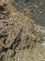 Ranunculus trichophyllus