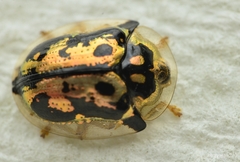 Deloyala lecontei