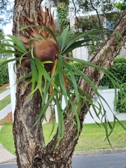 Platycerium bifurcatum