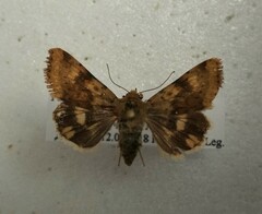 Heliothis viriplaca