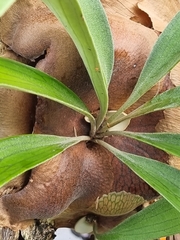 Platycerium bifurcatum