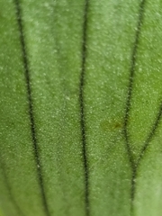 Platycerium bifurcatum