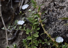Evolvulus pusillus