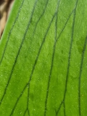 Platycerium bifurcatum