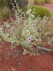 Gossypium sturtianum