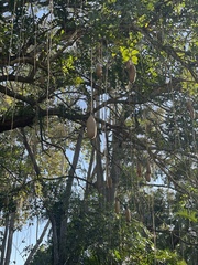 Kigelia africana