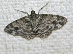 Myrioblephara desumpta