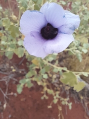 Gossypium sturtianum