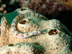 Corythoichthys flavofasciatus