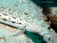 Parapercis hexophtalma