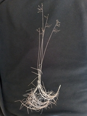 Muhlenbergia pungens