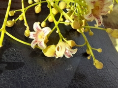 Brachychiton gregorii