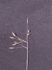 Muhlenbergia pungens